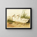 Enten Aylesbury weiße - Harrison Weir — gerahmtes Bild an der Wand