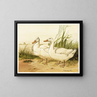 Harrison Weir - White Aylesbury Ducks.webp