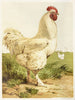 Coq Cochin blanc - Harrison Weir — Ansicht des Kunstwerks