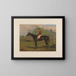 Harry Hall - Parole Brown Gelding.webp