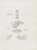 Mémoires du Musée de Zoologie Comparée de l'Université Harvard Pl02 - Musée de Zoologie Comparée de l'Université Harvard — Ansicht des Kunstwerks