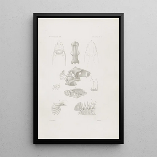 Harvard University Museum of Comparative Zoology - Memoirs of the Museum of Comparative Zoology at Harvard College Pl02.webp