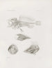 Mémoires du Musée de zoologie comparée du Harvard College Pl09 - Musée de Zoologie Comparée de l'Université Harvard — Ansicht des Kunstwerks