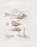 Mémoires du Musée de zoologie comparée du Harvard College Pl12 - Musée de Zoologie Comparée de l'Université Harvard — Ansicht des Kunstwerks