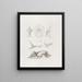 Mémoires du Musée de zoologie comparée du Harvard College Pl17 - Musée de Zoologie Comparée de l'Université Harvard — gerahmtes Bild an der Wand