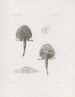 Mémoires du Musée de zoologie comparée du Harvard College Pl18 - Musée de Zoologie Comparée de l'Université Harvard — Ansicht des Kunstwerks