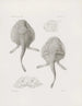 Mémoires du Musée de zoologie comparée du Harvard College Pl20 - Musée de Zoologie Comparée de l'Université Harvard — Ansicht des Kunstwerks
