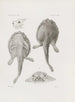 Mémoires du Musée de Zoologie Comparée de l'Université Harvard Pl22 - Musée de Zoologie Comparée de l'Université Harvard — Ansicht des Kunstwerks