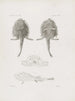 Mémoires du Musée de zoologie comparée du Harvard College Pl23 - Musée de Zoologie Comparée de l'Université Harvard — Ansicht des Kunstwerks