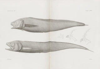 Harvard University Museum of Comparative Zoology - Memoirs of the Museum of Comparative Zoology at Harvard College Pl36.webp