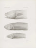 Mémoires du Musée de zoologie comparée du Harvard College Pl37 - Musée de Zoologie Comparée de l'Université Harvard — Ansicht des Kunstwerks