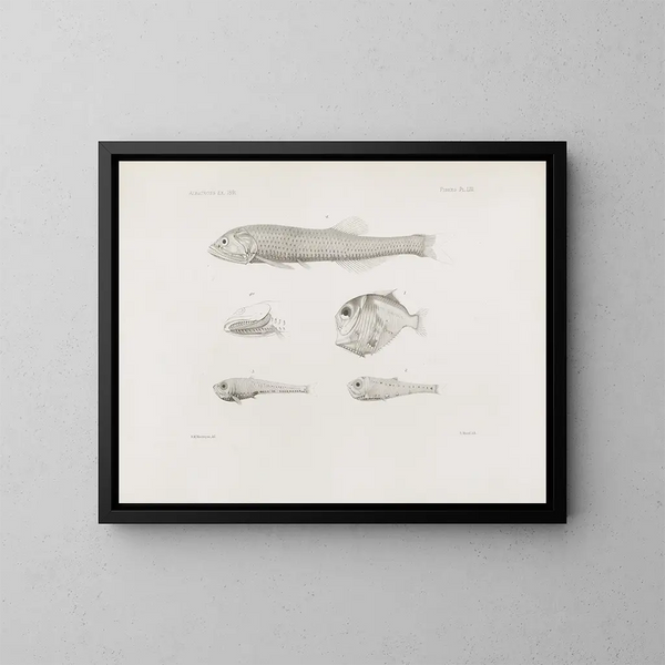 Mémoires du Muséum de zoologie comparée de Harvard College Pl53 - Musée de Zoologie Comparée de l'Université Harvard — gerahmtes Bild an der Wand