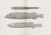Mémoires du Pl57 - Museum für vergleichende Zoologie der Harvard-Universität — Ansicht des Kunstwerks