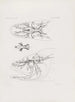 Mémoires du Musée de zoologie comparée du Harvard College Pl78 - Musée de Zoologie Comparée de l'Université Harvard — Ansicht des Kunstwerks