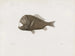 Mémoires du Muséum de zoologie comparée de l'Université Harvard Pl86 - Musée de Zoologie Comparée de l'Université Harvard — Ansicht des Kunstwerks