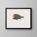 Mémoires du Muséum de zoologie comparée de l'Université Harvard Pl86 - Musée de Zoologie Comparée de l'Université Harvard — gerahmtes Bild an der Wand