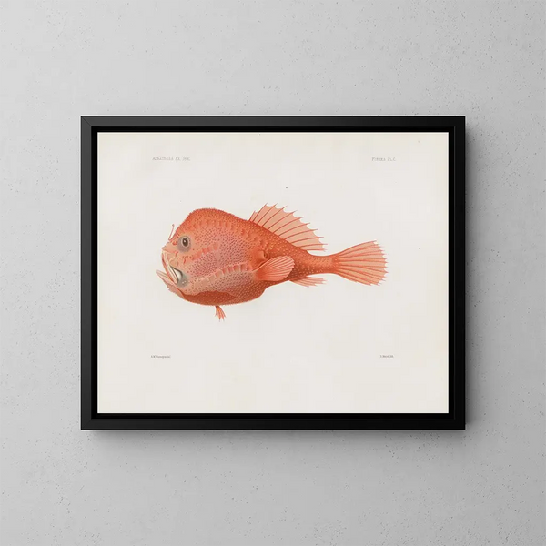 Mémoires du Muséum de zoologie comparée de Harvard College Pl87 - Musée de Zoologie Comparée de l'Université Harvard — gerahmtes Bild an der Wand