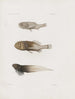 Mémoires du Musée de zoologie comparée du Harvard College Pl88 - Musée de Zoologie Comparée de l'Université Harvard — Ansicht des Kunstwerks