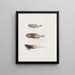 Mémoires du Musée de zoologie comparée du Harvard College Pl88 - Musée de Zoologie Comparée de l'Université Harvard — gerahmtes Bild an der Wand