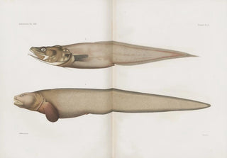 Harvard University Museum of Comparative Zoology - Memoirs of the Museum of Comparative Zoology at Harvard College Pl89.webp