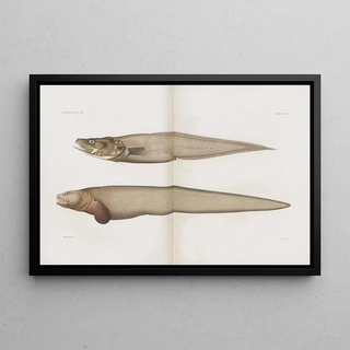 Harvard University Museum of Comparative Zoology - Memoirs of the Museum of Comparative Zoology at Harvard College Pl89.webp