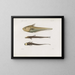 Mémoires du Muséum de zoologie comparée de Harvard College Pl92 - Musée de Zoologie Comparée de l'Université Harvard — gerahmtes Bild an der Wand