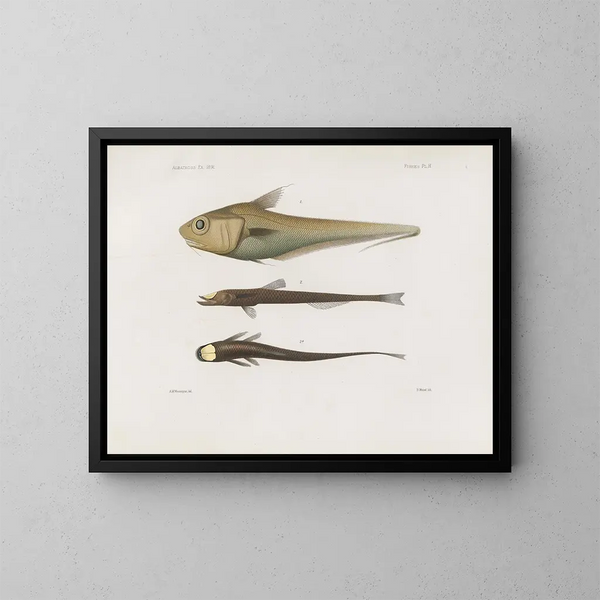 Mémoires du Muséum de zoologie comparée de Harvard College Pl92 - Musée de Zoologie Comparée de l'Université Harvard — gerahmtes Bild an der Wand