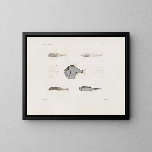 Erinnerungen des Museums für vergleichende Zoologie des Harvard College Pl93 - Museum für vergleichende Zoologie der Harvard-Universität — gerahmtes Bild an der Wand