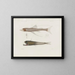 Mémoires du Muséum de zoologie comparée de Harvard College Pl94 - Musée de Zoologie Comparée de l'Université Harvard — gerahmtes Bild an der Wand