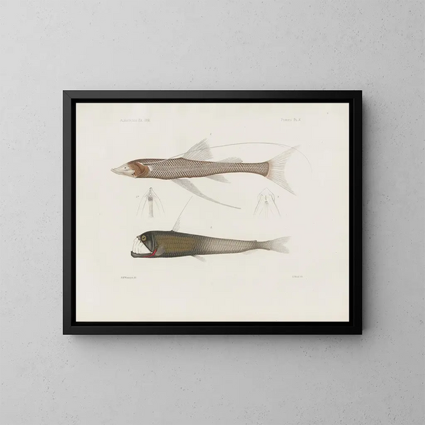 Mémoires du Muséum de zoologie comparée de Harvard College Pl94 - Musée de Zoologie Comparée de l'Université Harvard — gerahmtes Bild an der Wand