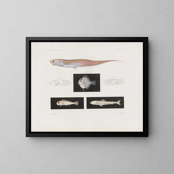 Harvard College Pl95 Vergleichende Zoologie Museum Gemälde - Museum für Vergleichende Zoologie der Harvard-Universität — gerahmtes Bild an der Wand