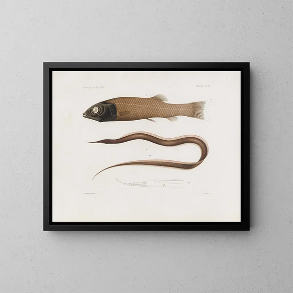 Mémoires du Muséum de zoologie comparée de Harvard College Pl96 - Musée de Zoologie Comparée de l'Université Harvard — gerahmtes Bild an der Wand