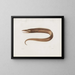 Mémoires du Muséum de zoologie comparée de Harvard College Pl97 - Musée de Zoologie Comparée de l'Université Harvard — gerahmtes Bild an der Wand