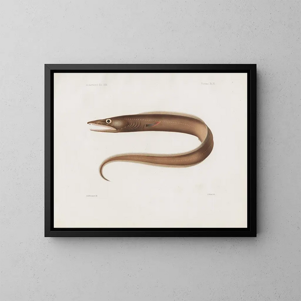 Mémoires du Muséum de zoologie comparée de Harvard College Pl97 - Musée de Zoologie Comparée de l'Université Harvard — gerahmtes Bild an der Wand