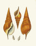 Die schnecken pterygoïdes Strombea Pl28 - Heinrich Carl Küster — Ansicht des Kunstwerks