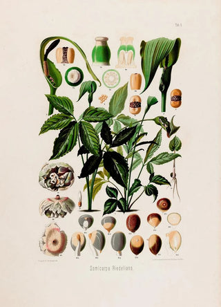 Heinrich Wilhelm Schott - Aroideae Maximilianae Pl03.webp