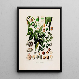 Heinrich Wilhelm Schott - Aroideae Maximilianae Pl03.webp