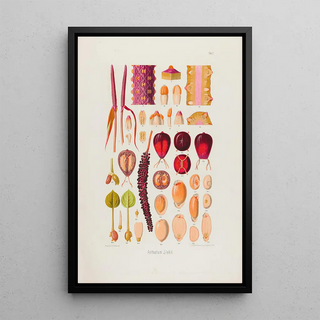 Heinrich Wilhelm Schott - Aroideae Maximilianae Pl07.webp