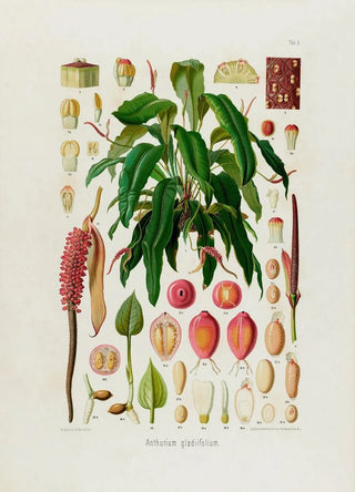 Heinrich Wilhelm Schott - Aroideae Maximilianae Pl09.webp