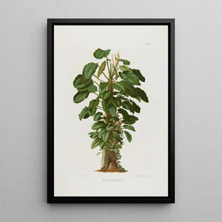 Heinrich Wilhelm Schott - Aroideae Maximilianae Pl19.webp