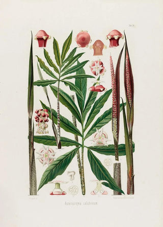 Heinrich Wilhelm Schott - Aroideae Maximilianae Pl24.webp