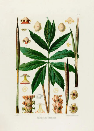 Heinrich Wilhelm Schott - Aroideae Maximilianae Pl25.webp