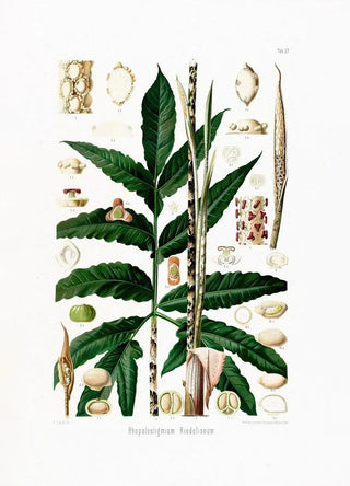 Heinrich Wilhelm Schott - Aroideae Maximilianae Pl27.webp