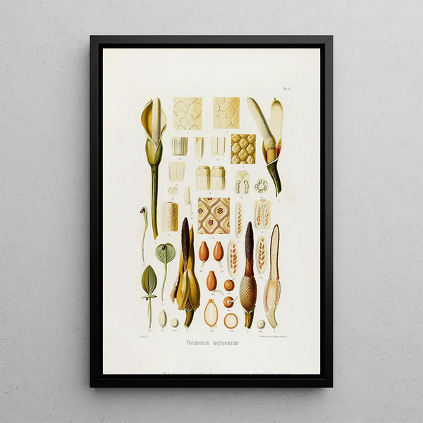 Aroideae Maximilianae Pl36 - Heinrich Wilhelm Schott — gerahmtes Bild an der Wand