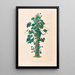 Icones Aroidearum Pl01 - Heinrich Wilhelm Schott — gerahmtes Bild an der Wand