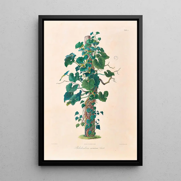 Icones Aroidearum Pl01 - Heinrich Wilhelm Schott — gerahmtes Bild an der Wand