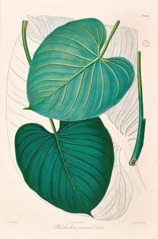 Heinrich Wilhelm Schott - Icones Aroidearum Pl02.webp
