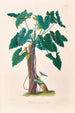 Icones Aroidearum Pl06 - Heinrich Wilhelm Schott — Ansicht des Kunstwerks