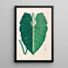 Icones Aroidearum Pl07 - Heinrich Wilhelm Schott — gerahmtes Bild an der Wand