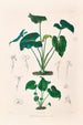 Icones Aroidearum Pl10 - Heinrich Wilhelm Schott — Ansicht des Kunstwerks